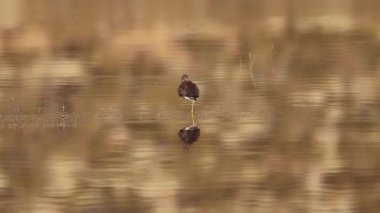 Daha büyük sarı bacaklar (Tringa melanoleuca) Lassen County, Kaliforniya 'da Shugru Reservoir' da tek ayak üzerinde dengelenirken