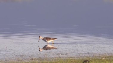 Daha büyük sarı bacaklı (Tringa melanoleuca) Shugru Barajı, Lassen County, California 'daki sığ sularda sabahın erken saatlerinde sıcak bir ışık altında yüzüyor..