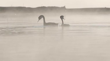 Batı yaban ördeği çifti (Aechmophorus occidentalis) Plumas County, Kaliforniya 'daki Antelope Gölü' nde sisli bir yaz sabahı yüzüyor.