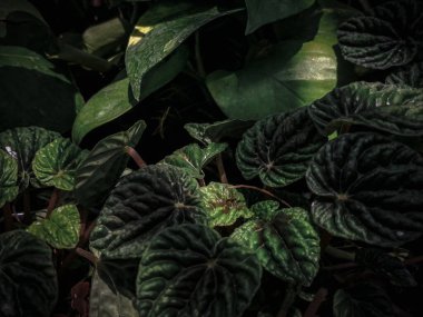 Ormanda yeşil bitkiler