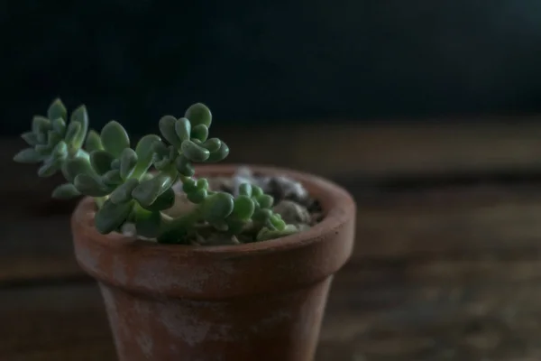 土鍋の中の小さな多肉植物 — ストック写真