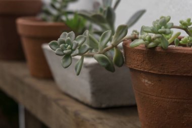 Botanik bahçesinde çok lezzetli şeyler var.