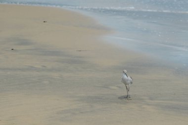 Deniz kıyısındaki kuş, playero pihuihui, willet