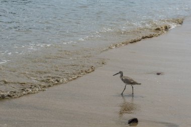 Deniz kıyısındaki kuş, playero pihuihui, willet