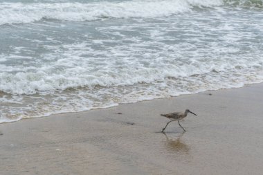 Deniz kıyısındaki kuş, playero pihuihui, willet