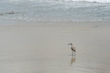 Deniz kıyısındaki kuş, playero pihuihui, willet