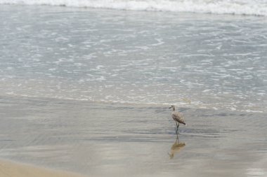 Deniz kıyısındaki kuş, playero pihuihui, willet