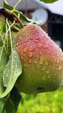 Yağmurda bir ağaçta olgun bir armut. Kırmızı fıçılı yeşil armut. Armutun üzerinde büyük yağmur damlaları var. Armut yetiştiriyor, hasat ediyor, meyve topluyor. Meyveler, armutlar sağlıklı bir diyette.