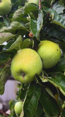Yağmurda elma dalında büyük yeşil elmalar. Elmaların üzerine büyük yağmur damlaları. Elma ve meyve yetiştirip hasat ediyorlar. Elmalar sağlıklı bir diyette.