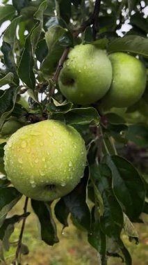 Yağmurda elma dalında büyük yeşil elmalar. Elmaların üzerinde büyük yağmur damlaları var. Elma ve meyve yetiştirip hasat ediyorlar. Elmalar sağlıklı bir diyette.