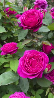 Yazın çalılıklarda açan kırmızı büyük gül çiçekleri. Çiçekli, romantik bir ruh hali. Yaz havası.