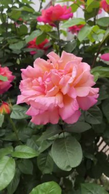 Pembe gül çiçekli büyük bir çalı. Panorama.