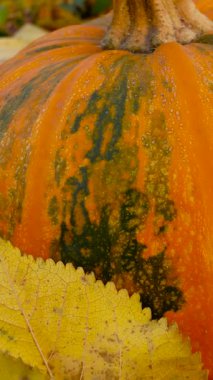 Bahçede olgun turuncu balkabağı, düşmüş sarı yaprakların arasında. Sebze yetiştirip biçmek, balkabağı yetiştirmek. Cadılar Bayramı Dekorasyonu.