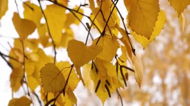 Sonbahar parkında, huş dallarındaki sarı yapraklar gökyüzünün arka planına karşı. Altın gibi bir sonbahar. Hint yazı. Şehirdeki sonbahar parkı. Sonbaharda vahşi yaşam.