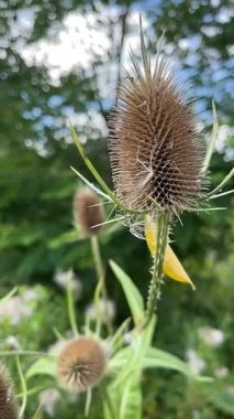 Parkta büyük bir dikenli çiçek bitkisi. Vahşi yaşam, yeşillik. Vahşi doğada tatiller.