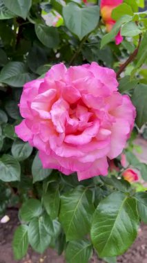 Parktaki bahçede açan büyük kırmızı gül çiçeği. Yaz çiçekleri, güzel doğal çiçek arkaplanı.