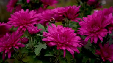 Büyük, koyu bir arka planda koyu kırmızı kasımpatı çiçekleri. Sonbahar çiçekleri, çiçek süslemeleri, mevsimlik bahçe bitkileri.