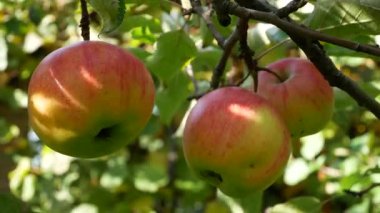 Bahçedeki güneş ışınlarında bir elma dalının üzerinde olgun kırmızı elmalar. Organik elmalar, sağlıklı meyveler, elma suyu üretimi.