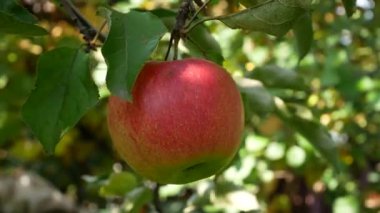Bahçedeki bir ağaca büyük kırmızı olgun bir elma asılır. Organik elmalar, sağlıklı meyveler, elma suyu üretimi.