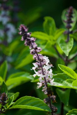 Basil çiçeği, Ocimum Basilicum, Antigua Guatemala, Orta Amerika 'da bahçeye ekilmiş organik bitki..
