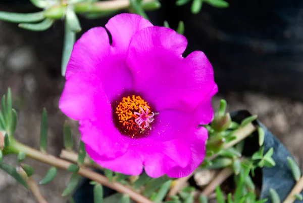 Flower love of a fuchsia time in tropical garden of central america, Guatemala. Portulaca Grandiflora Fuchsia.