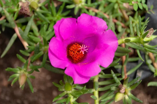 Flower love of a fuchsia time in tropical garden of central america, Guatemala. Portulaca Grandiflora Fuchsia.