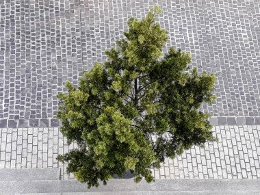 Ağaç manzarası beton zemin, kentsel planlama, doğa, doğal olmayan orman tahribatı ile çevrili..