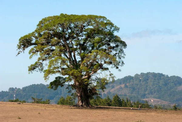 Giant tree in the middle of arid field in Guatemala, Central America.