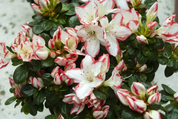 Rhododendron Indicum Azalea Indica Rosa Azalea Blom Ekologisk Trädgård Guatemala — Stockfoto