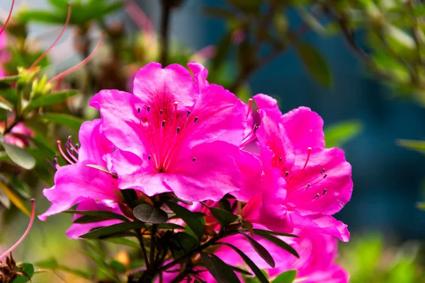 Rhododendron Indicum Azalea Indica Pink Azalea Bloom Organic Garden Guatemala — Stock Photo, Image