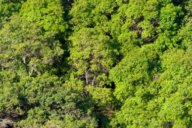 Genel manzara ormanı, Guatemala 'da gündoğumunda yeşil yapraklar..