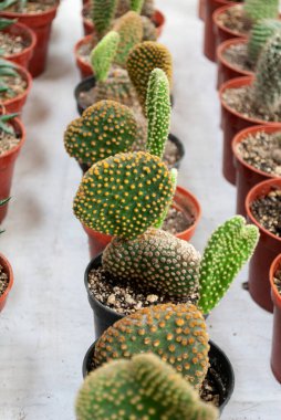 Tencerelerde küçük kaktüsler, Orta Amerika 'da bahçe, Guatemala, tarım ve satış..
