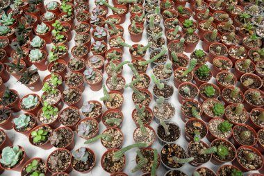 Tencerelerde küçük kaktüsler, Orta Amerika 'da bahçe, Guatemala, tarım ve satış..