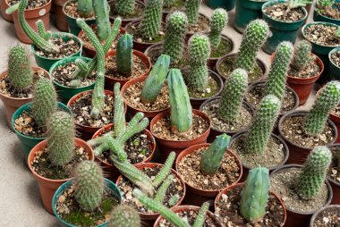 Tencerelerde küçük kaktüsler, Orta Amerika 'da bahçe, Guatemala, tarım ve satış..