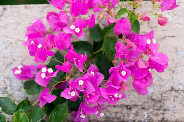 Μπουκαμβίλια Λουλούδι Στη Γουατεμάλα Μπουκαμβίλια Κεντρική Αμερική — Φωτογραφία Αρχείου
