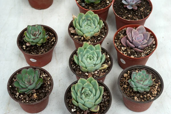 Pequeño Cactus Macetas Jardín Centroamérica Guatemala Cultivo Venta —  Fotos de Stock