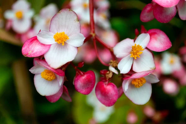 Begonia Semperflorens Begonias Flowers Guatemala Garden — Stock Photo, Image