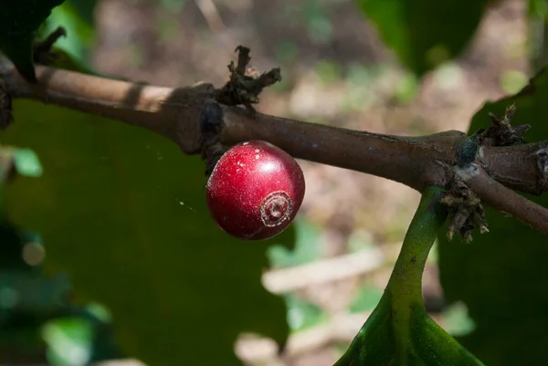 Grains coffee branch Guatemala, organic cultivation. Coffea arbica Guatemala.