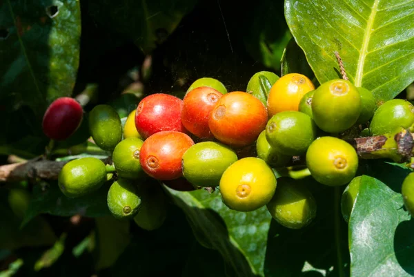 Grains coffee branch Guatemala, organic cultivation. Coffea arbica Guatemala.