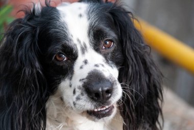 Amerikalı Cocker Spaniel. Siyah ve beyaz köpek, bol kürklü ve aşkın ifadesi, insanın sonsuza dek en iyi dostu..