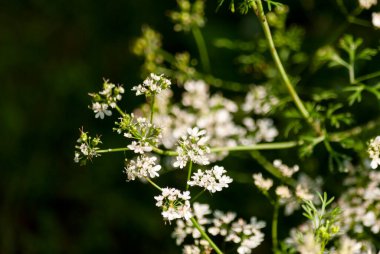 Kişniş yaprağı, Coriandrum sativum, Orta Amerika, Guatemala 'da organik olarak yetiştirilmiş..