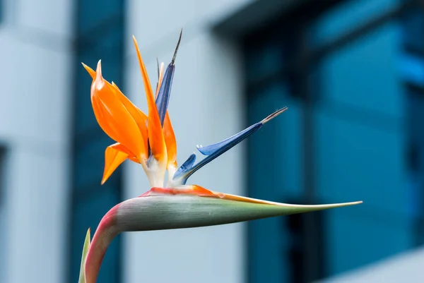 Paradijsvogel Strelitzia Guatemala Biologische Bloem Tuin Stedelijk Gebied — Stockfoto