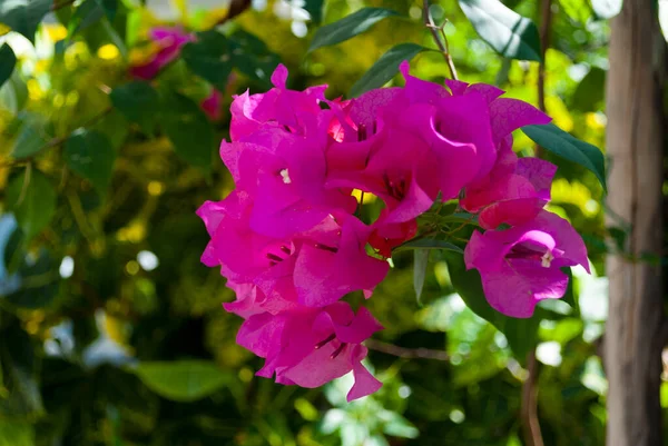 Bougainvillea Flower Guatemala Buganvilla Outdoor Tropical Flower Organic Magenta Color — Stock Photo, Image