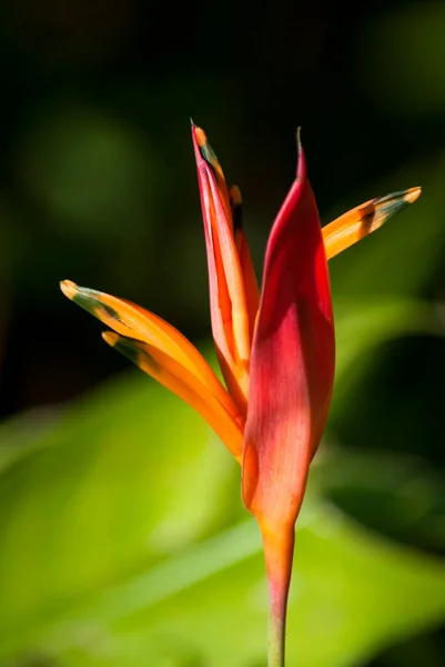 Fleurs Tropicales Dans Jardin Extérieur Guatemala Centre Ville Amérique Canna — Photo
