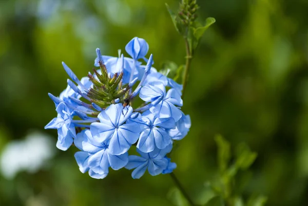 Pequena Flor Celestial Jardim Guatemala Flor Chamada Plumbago Auriculata — Fotografia de Stock