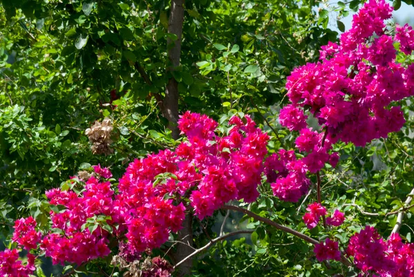 Bougainvillea Blomma Guatemala Buganvilla Utomhus Tropisk Blomma Ekologisk Magenta Färg — Stockfoto