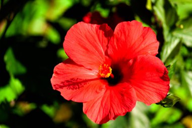 Orta Amerika, Guatemala 'daki tropikal organik bahçede yoğun kırmızı çiçek rengi. Hibiscus veya hibiscos, Hibiscus rosa-sinensis