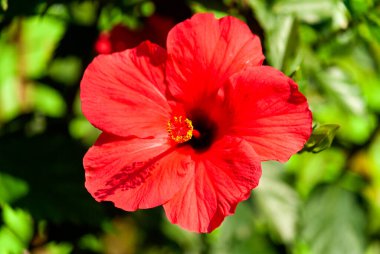 Orta Amerika, Guatemala 'daki tropikal organik bahçede yoğun kırmızı çiçek rengi. Hibiscus veya hibiscos, Hibiscus rosa-sinensis