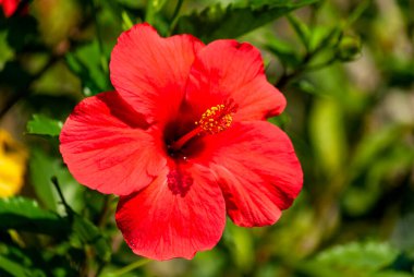 Orta Amerika, Guatemala 'daki tropikal organik bahçede yoğun kırmızı çiçek rengi. Hibiscus veya hibiscos, Hibiscus rosa-sinensis