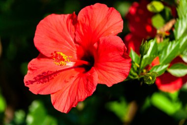 Orta Amerika, Guatemala 'daki tropikal organik bahçede yoğun kırmızı çiçek rengi. Hibiscus veya hibiscos, Hibiscus rosa-sinensis